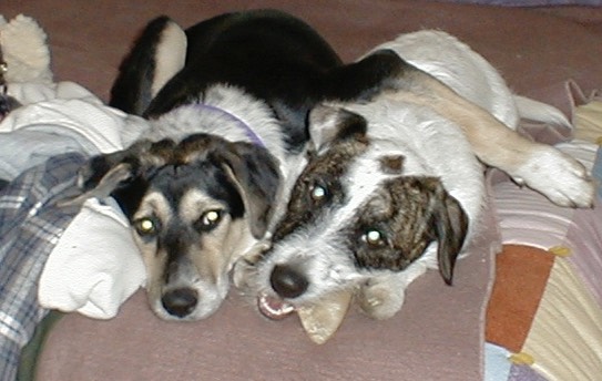 41 best buddies